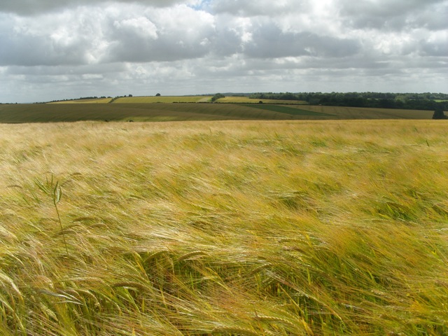 windy wheat