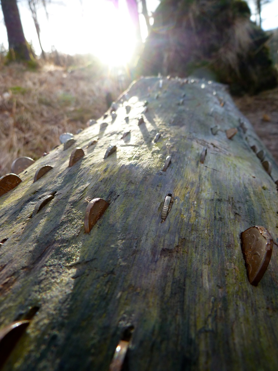 coins in tree