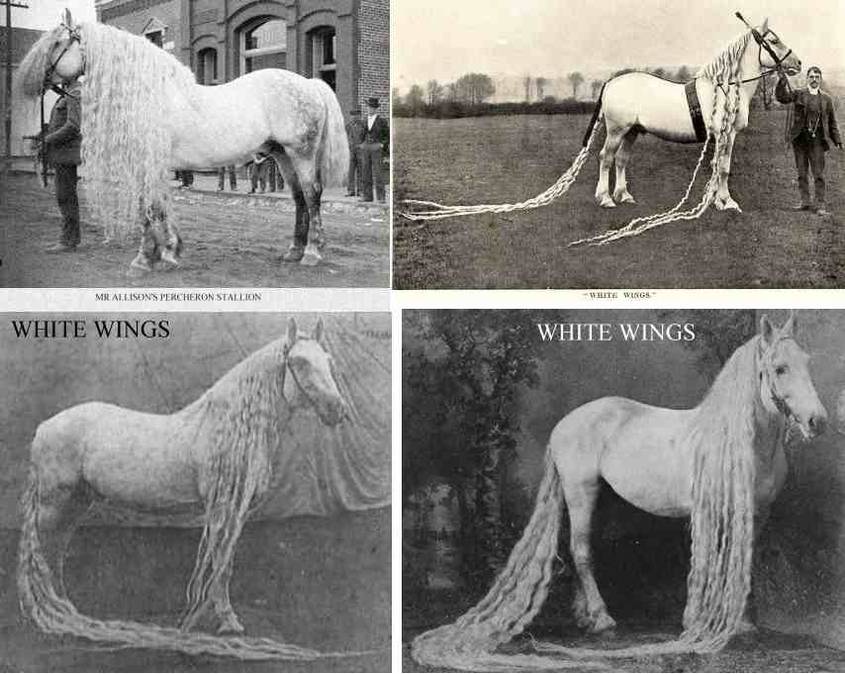 longmaned horsed 1902