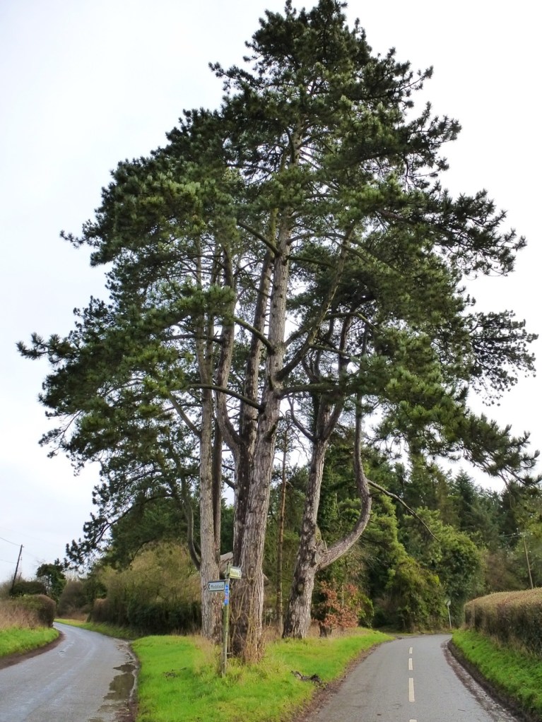 Pines, Bighton