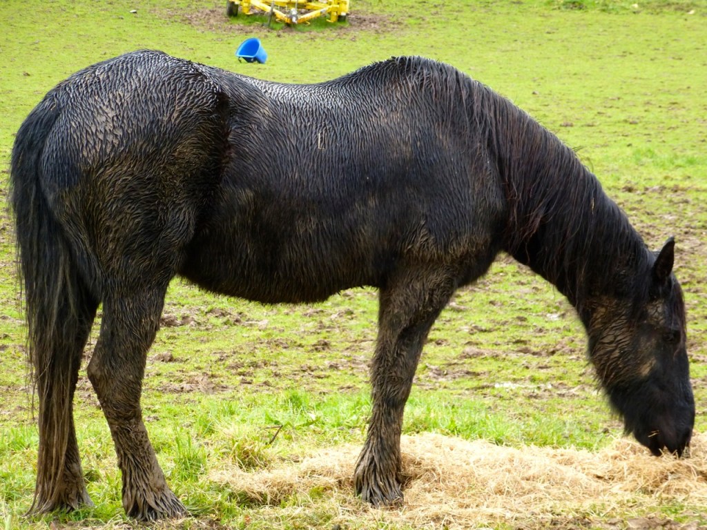Muddy horse