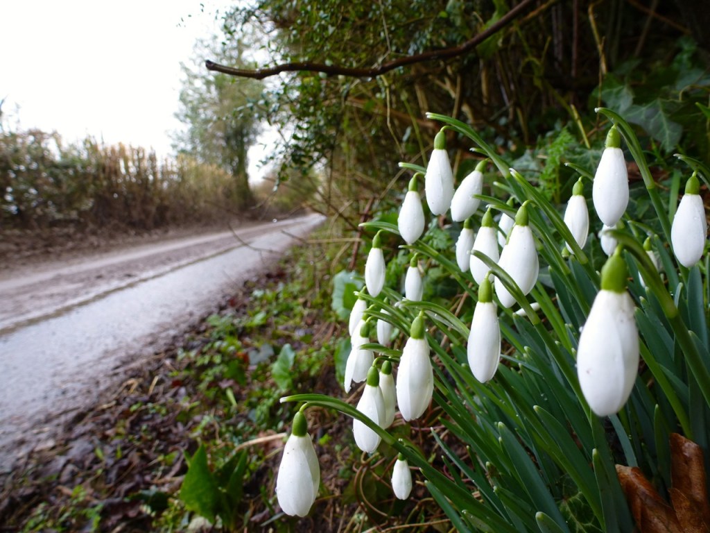 Snowdrops on Goscombs Lane