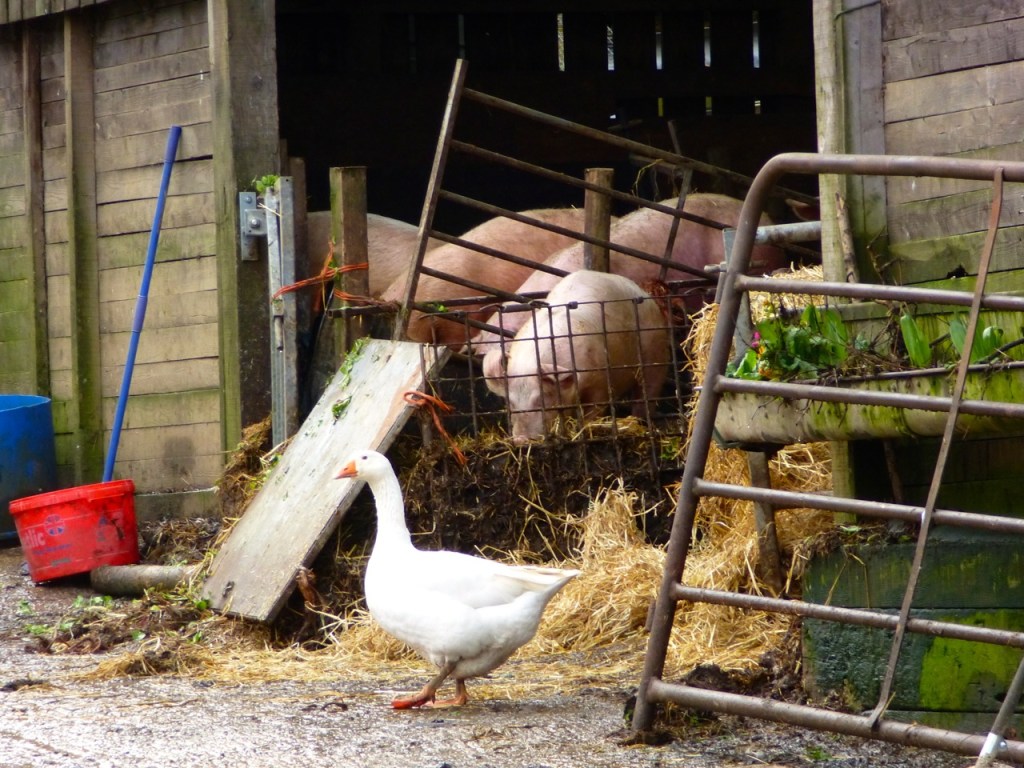 Goose and pigs