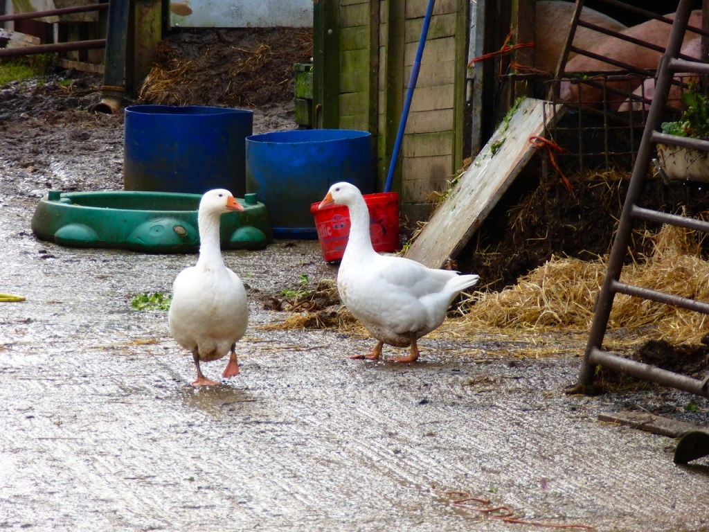 Gundleton Geese