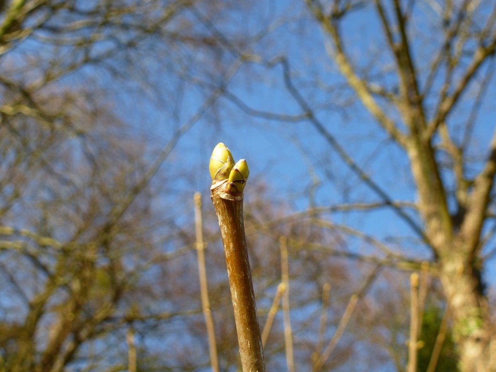 Spring bud