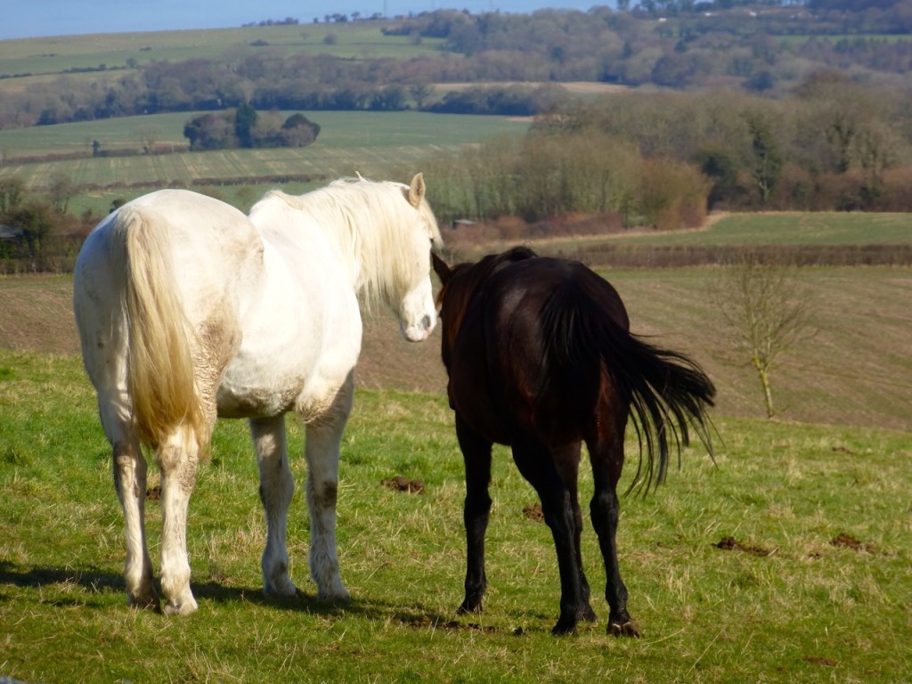 Horse and foal