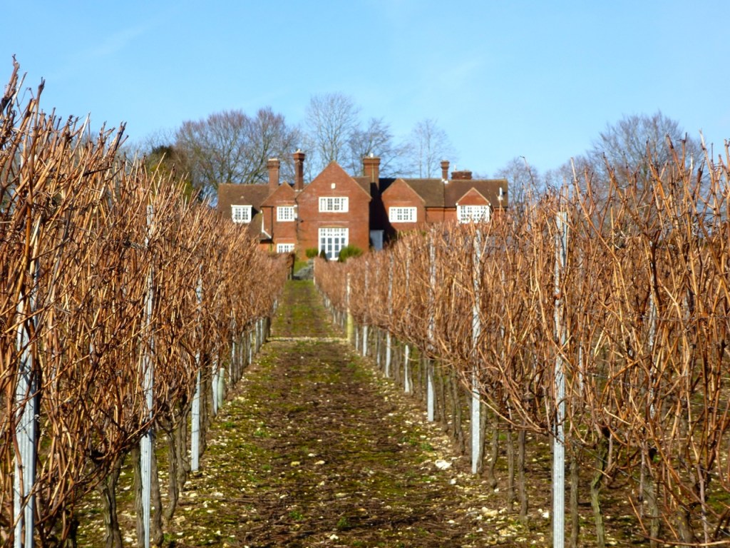 Hambledon vineyards