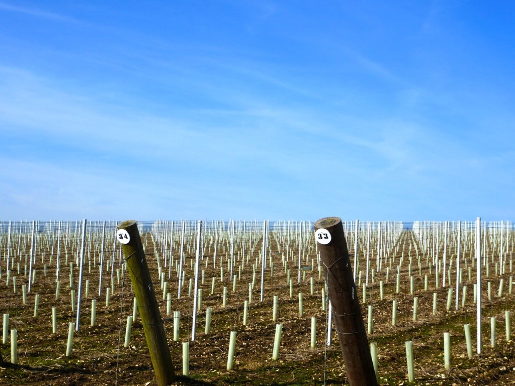 English vineyards