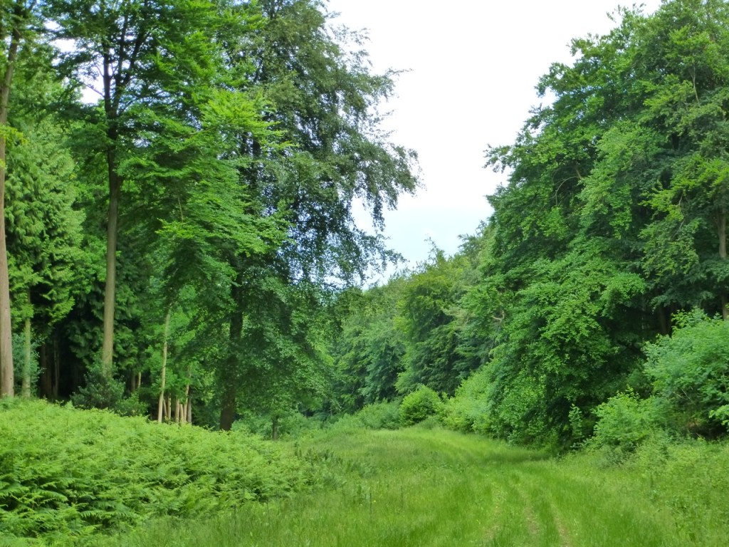 Hen Wood Meon Valley