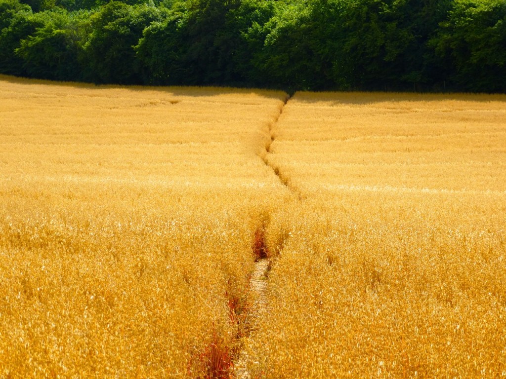 Golden Barley Field