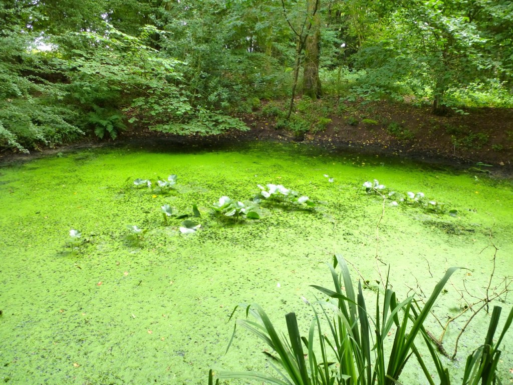 Pond near Ropley
