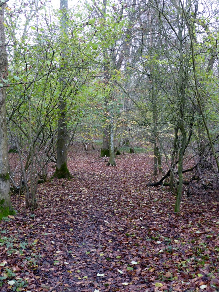 Sutton Beech Wood, Gundleton