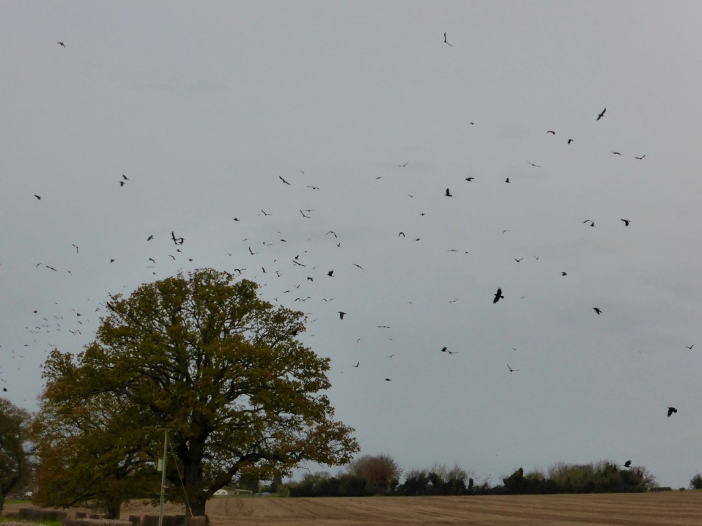 A Murder, Horde, Parcel, or Storytelling of Crows