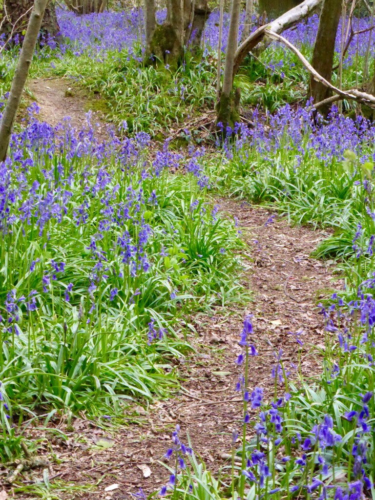 Footpath through bluebells