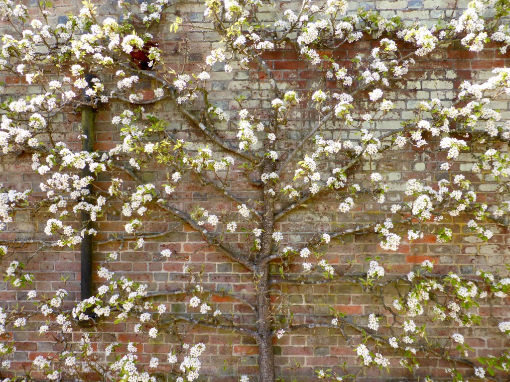 Pear tree in blossom espaliered against old brick wall