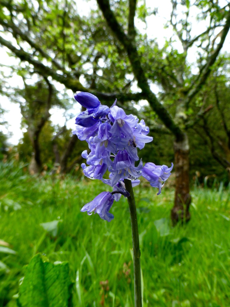 Single bluebell, with insect