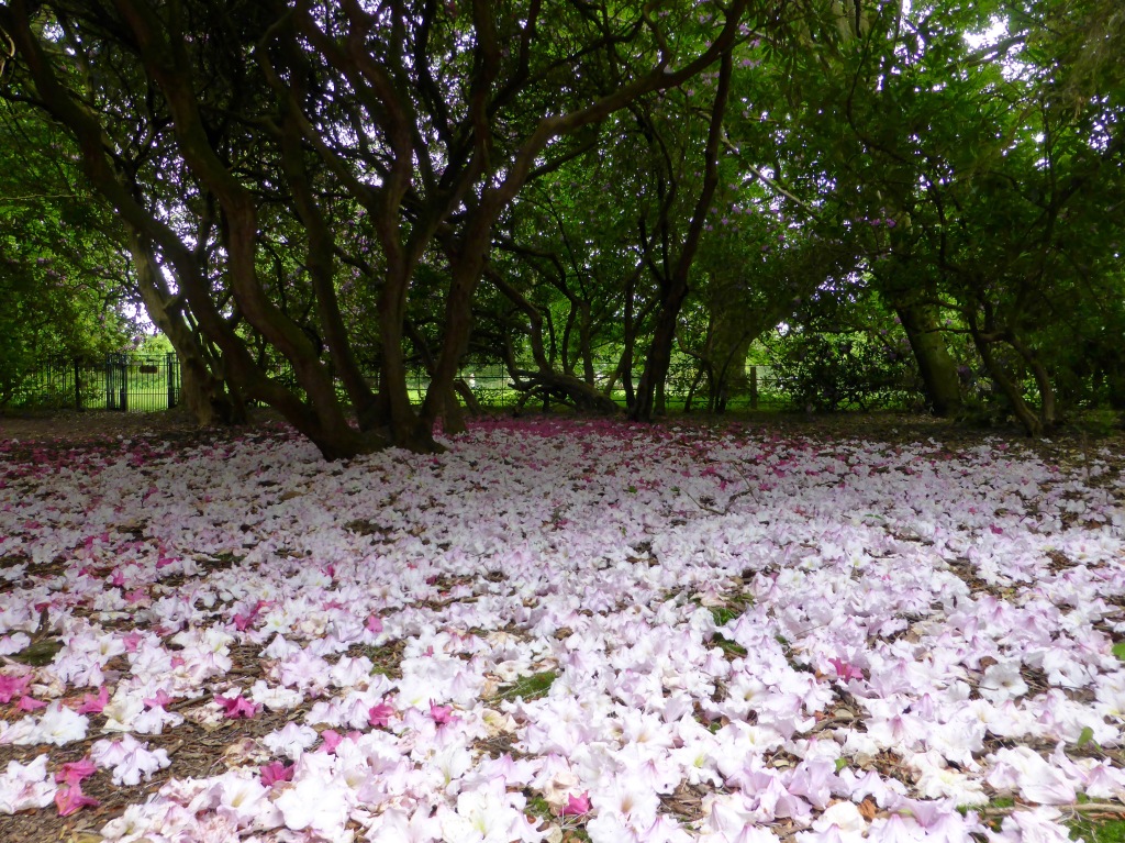Rhododendron flower carpet 