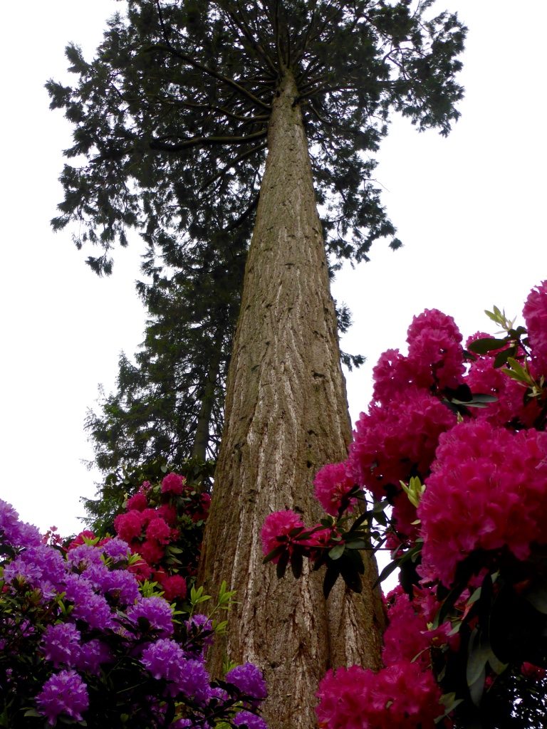 Fir and rhododendron