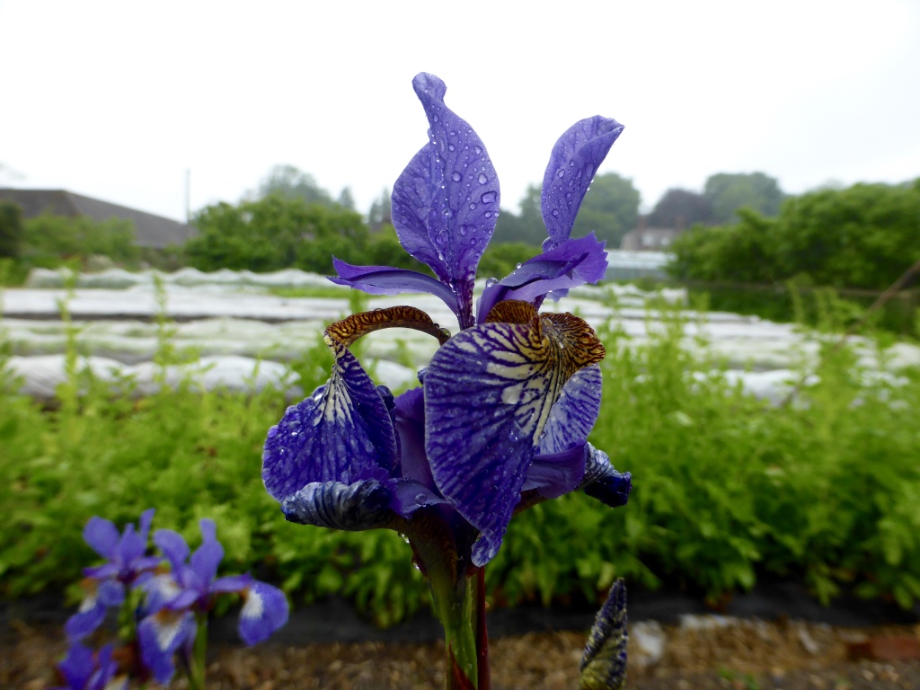 Iris in the rain