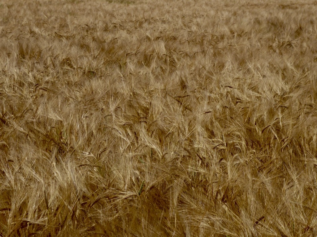 Wheat ready to harvest