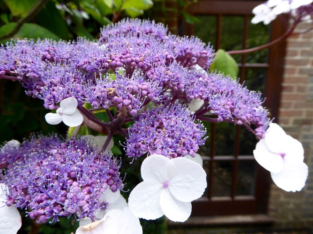 Hydrangea with two flower types