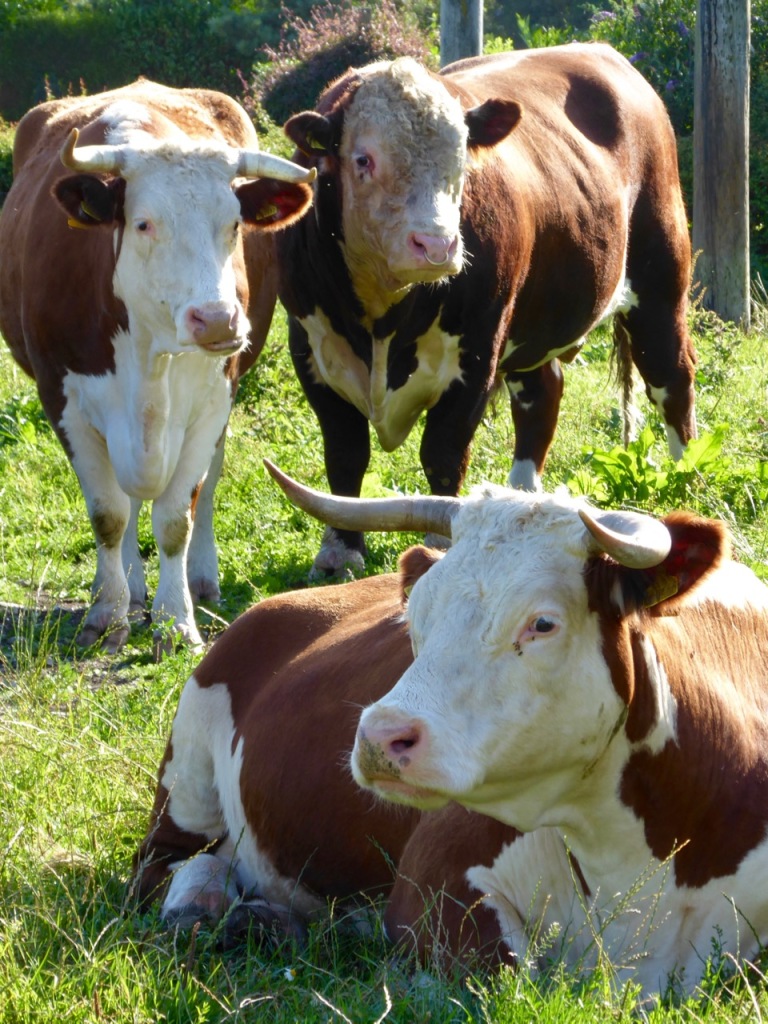 Brown and white cows with horns, and bull