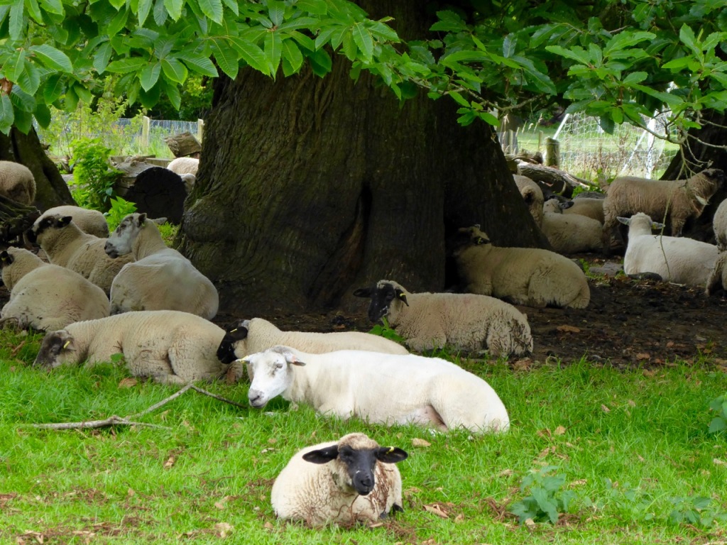 Shady sheep siesta 