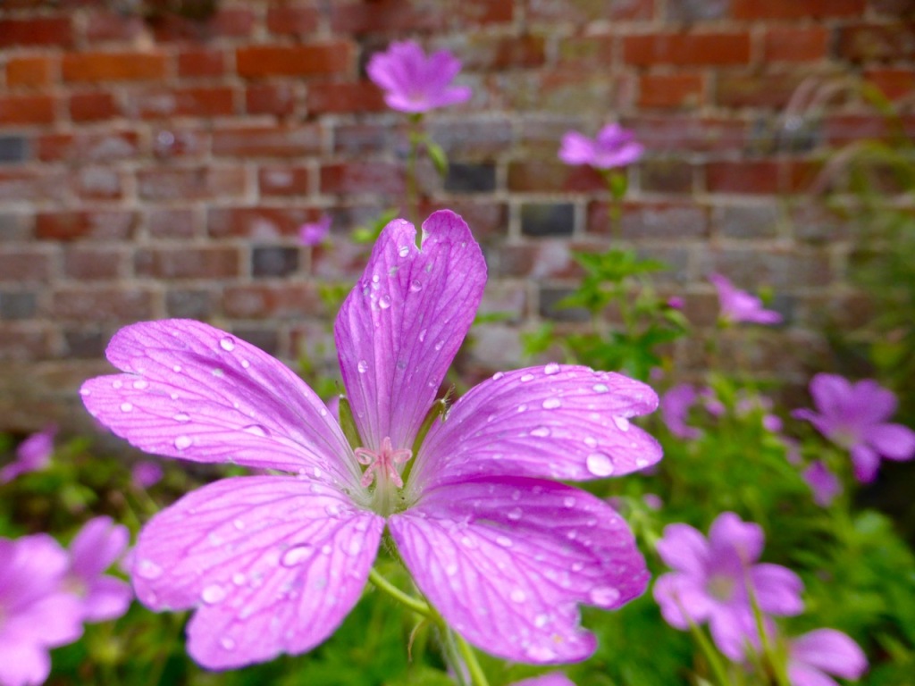 Purple flowers, brick wall