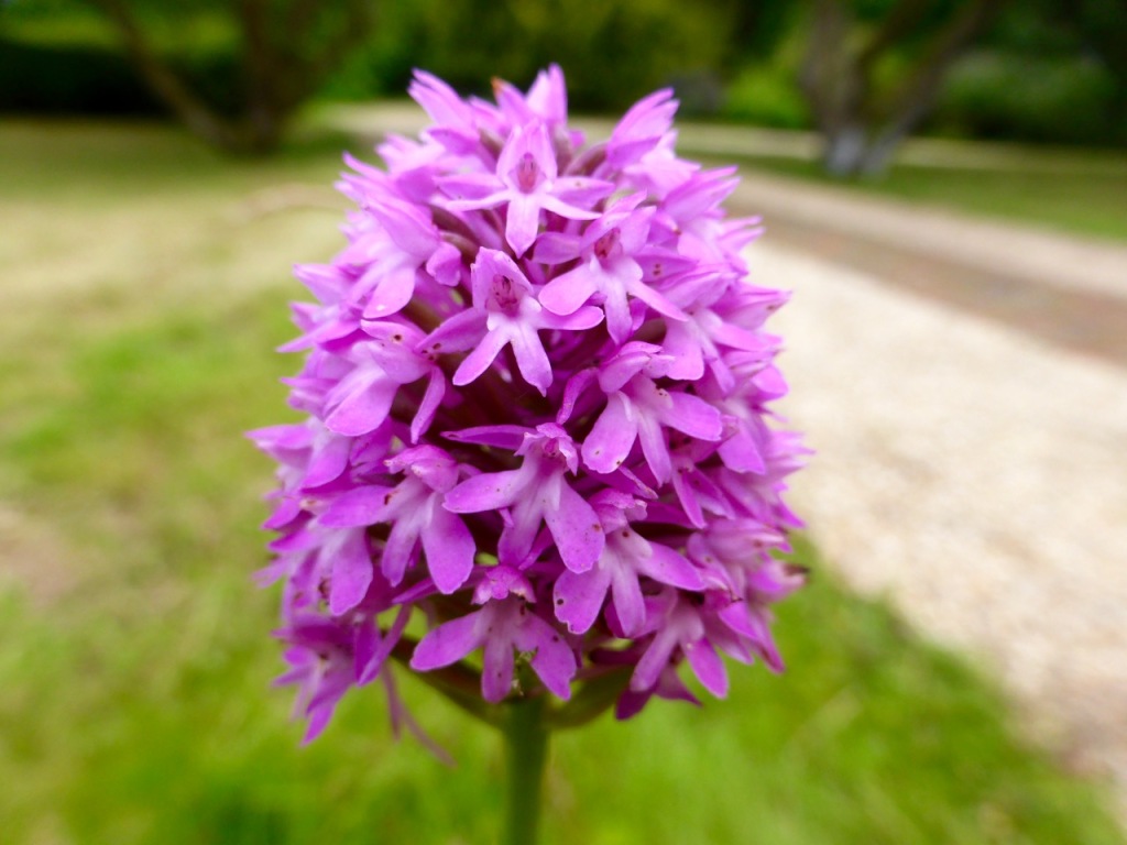 Rare orchid