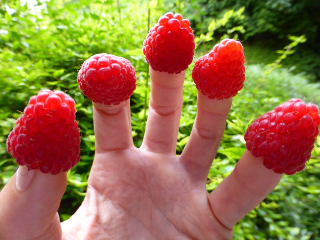 Raspberries on fingers