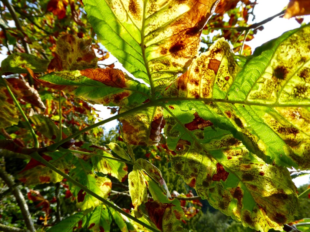Horse chestnut leaves in autumn