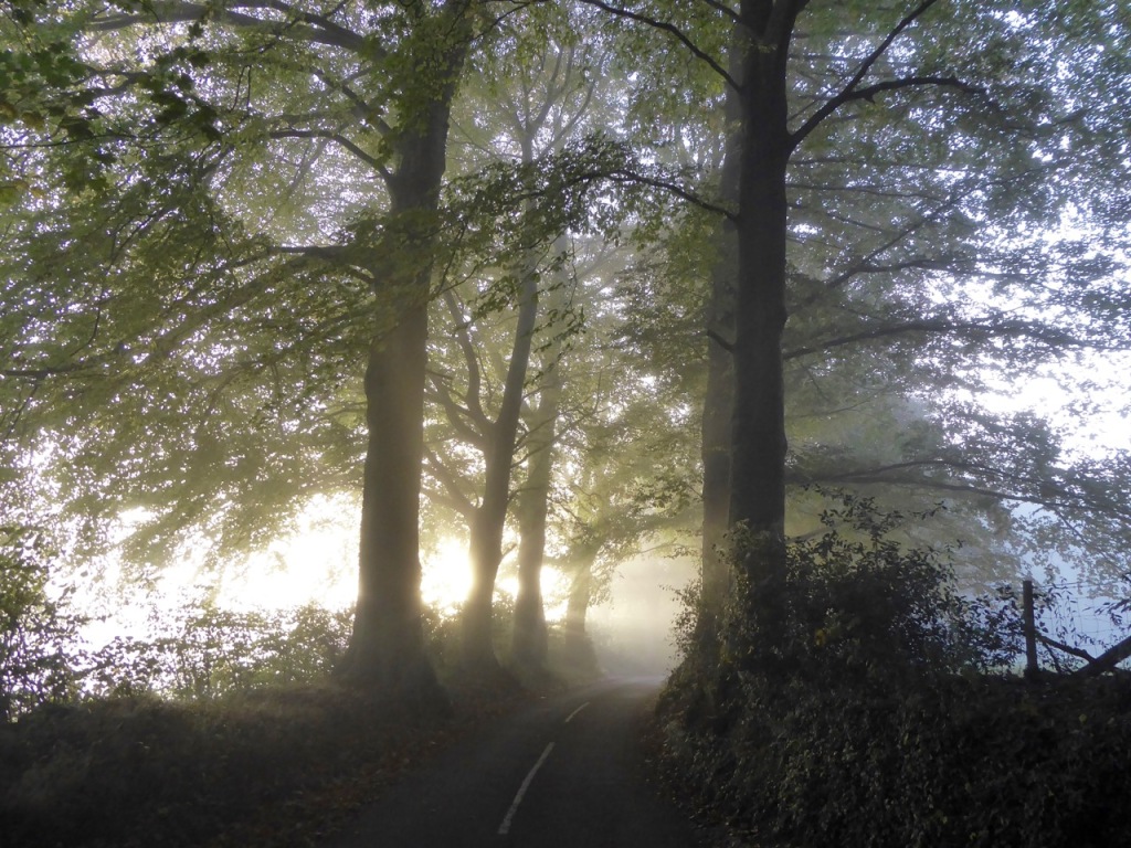 Mist and light through trees