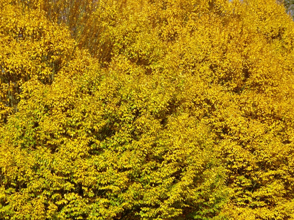 Yellowing beech leaves