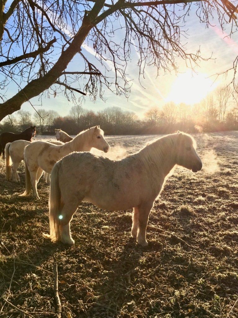 Ponies in frost
