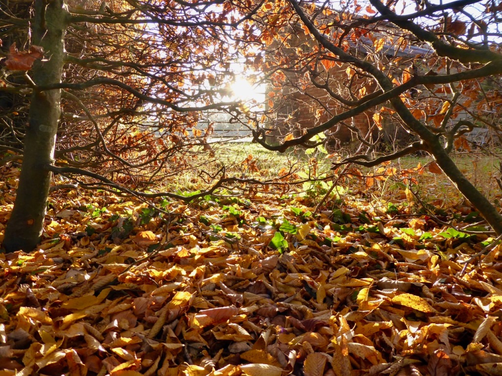 Autumnal beech hedge