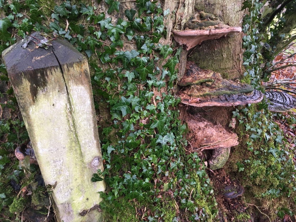 Plate fungus; tree eating post