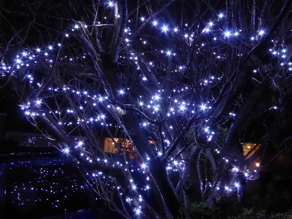 Christmas lights in garden tree